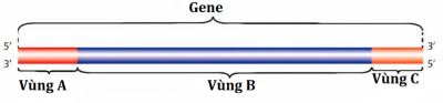 Gene, RNA phiên mã và dịch mã