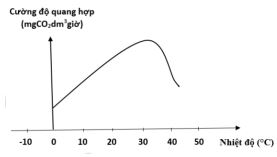 Các dạng bài tập về Quang hợp ở thực vật