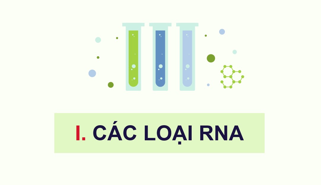 Giáo án PPT Sinh 12 Cánh Diều Bài 2