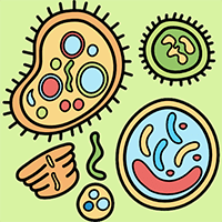 Giáo án Sinh học 12 Bài 5: Nhiễm sắc thể và cơ chế di truyền nhiễm sắc thể