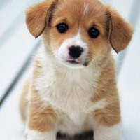 Giáo án Tiếng Việt 4 Bài 26: Quan sát con vật