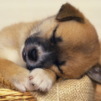 Giáo án Tiếng Việt 4 Bài 29: Viết bài văn miêu tả con vật