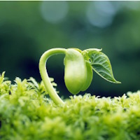 Giáo án Khoa học 4 Bài 15: Thực vật cần gì để sống?