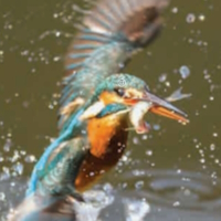 Giáo án Khoa học 4 Bài 16: Động vật cần gì để sống?