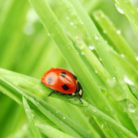 Giáo án Ngữ văn 6 Bài 4: Giọt sương đêm