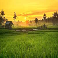 Giáo án Ngữ văn 7 Bài 4: Mùa phơi sân trước  