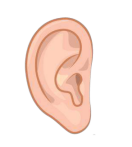 Đề thi Tiếng Anh lớp 3 học kì 1 Global Success số 3 minh họa 13