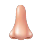 Đề thi Tiếng Anh lớp 3 học kì 1 Global Success số 3 minh họa 14