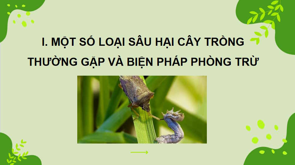 Một số hại cây trồng thường gặp và biện pháp phòng trừ