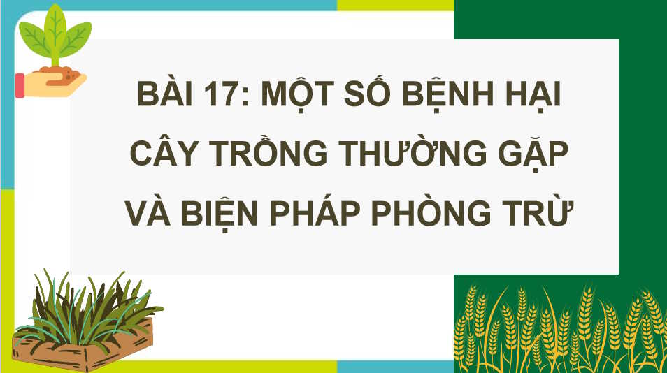 Một số bệnh hại cây trồng thường gặp và biện pháp phòng trừ