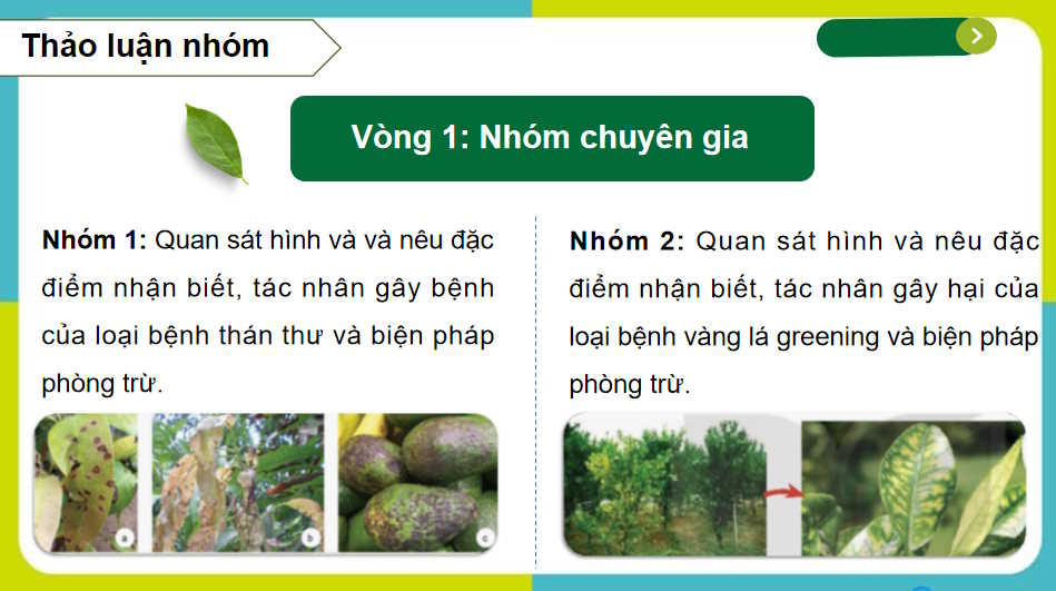 Một số bệnh hại cây trồng thường gặp và biện pháp phòng trừ
