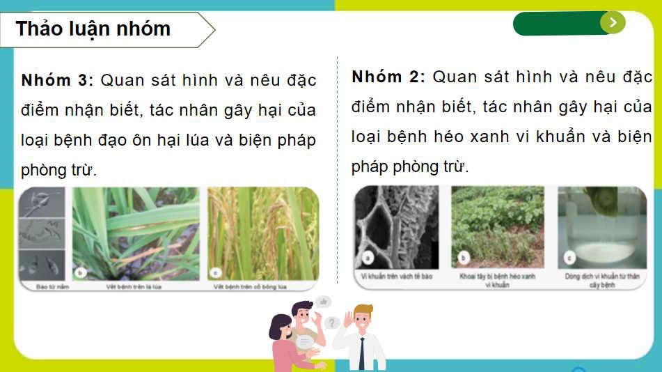 Một số bệnh hại cây trồng thường gặp và biện pháp phòng trừ