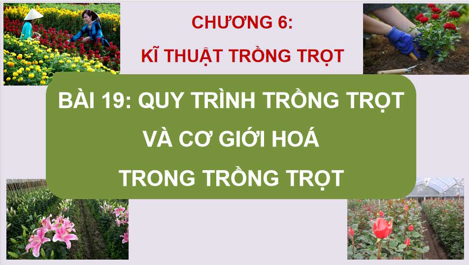 Quy trình trồng trọt và cơ giới hoá trong trồng trọt