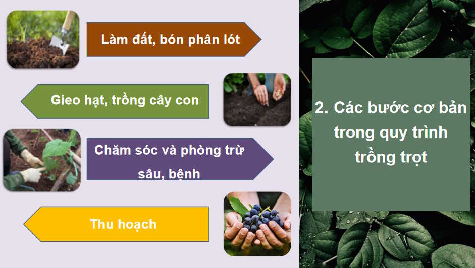 Quy trình trồng trọt và cơ giới hoá trong trồng trọt