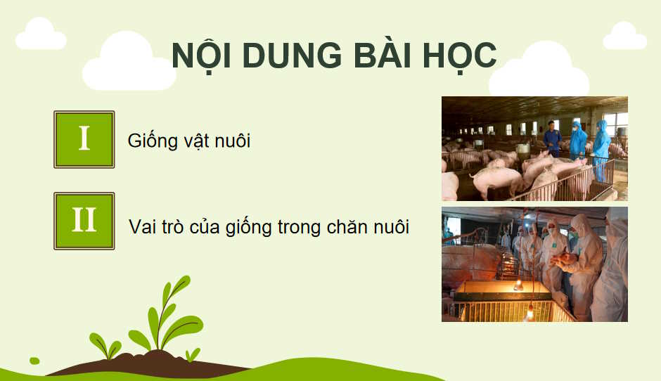 Khái niệm vai trò của giống trong chăn nuôi