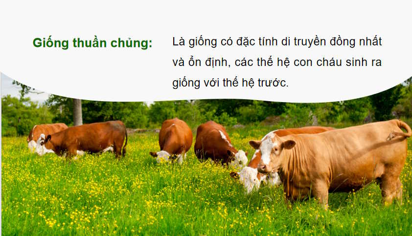 Nhân giống vật nuôi