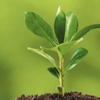 Giáo án Tự nhiên và xã hội 2 Bài 16: Thực vật sống ở đâu