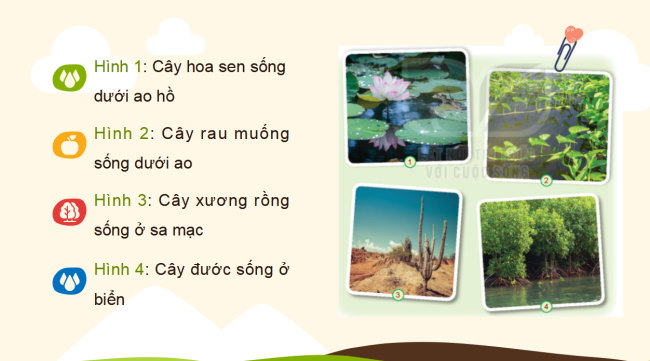 PowerPoint Tự nhiên và xã hội 2 Bài 16: Thực vật sống ở đâu