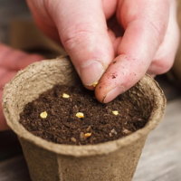 Giáo án Công nghệ 4 Bài 4: Gieo hạt hoa, cây cảnh trong chậu