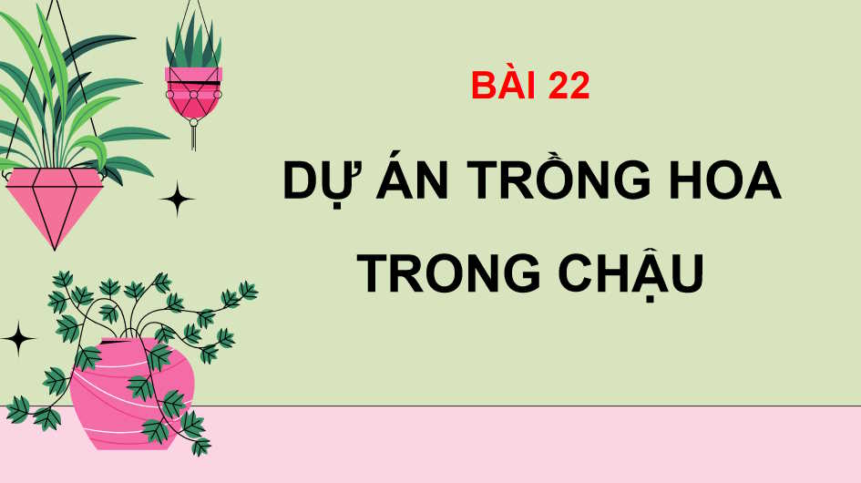 Dự án trồng hoa trong chậu