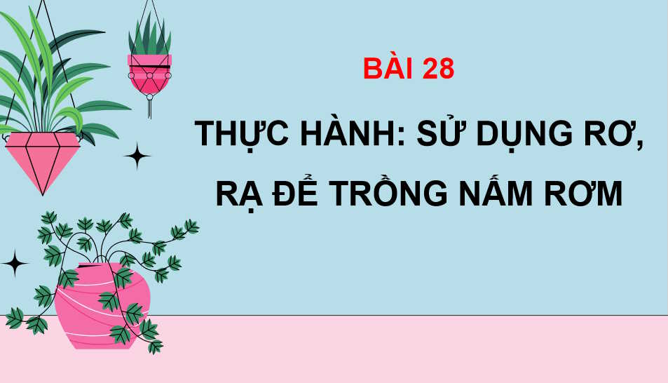 Thực hành Sử dụng rơm dạ để trồng nấm rơm