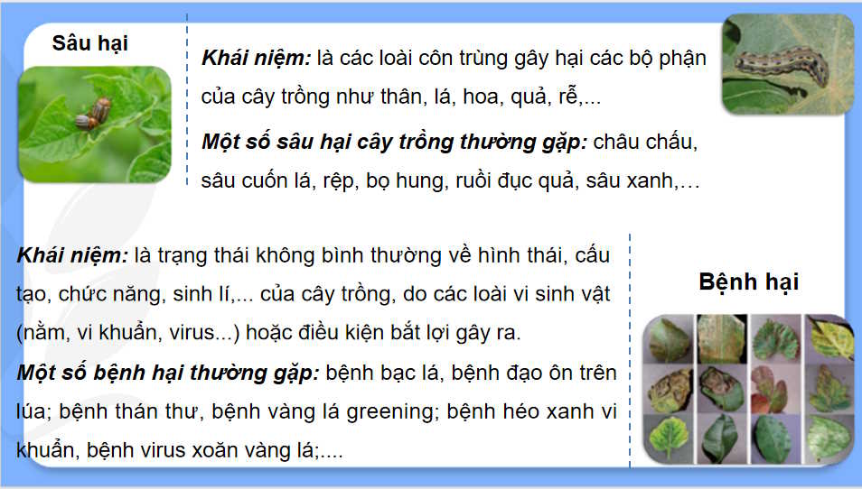 Công nghệ Trồng trọt 10 Kết nối tri thức HK2