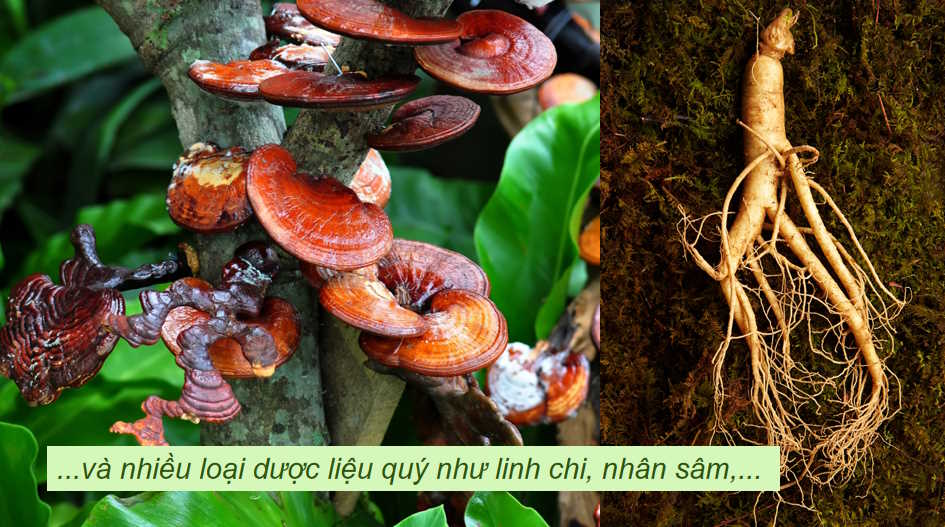  Địa lí ngành lâm nghiệp và ngành thủy sản