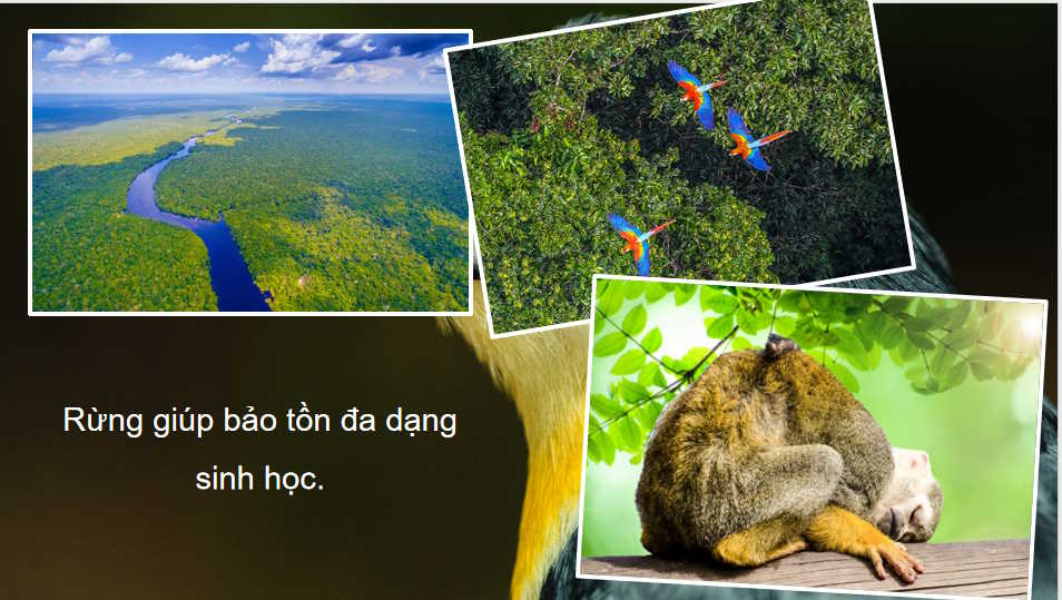  Địa lí ngành lâm nghiệp và ngành thủy sản