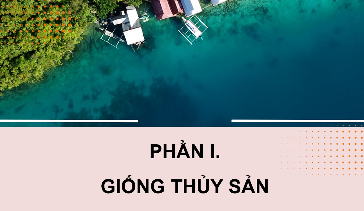 PowerPoint Công nghệ 12 Kết nối tri thức Bài Vai trò của giống thuỷ sản