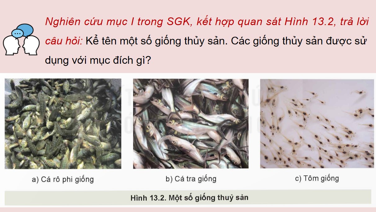 PowerPoint Công nghệ 12 Kết nối tri thức Bài Vai trò của giống thuỷ sản