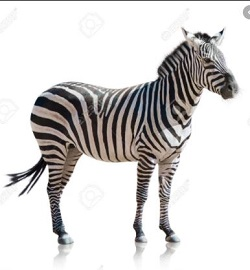 Đề luyện thi IOE lớp 4 cấp Xã/ Phường số 3 minh họa 1