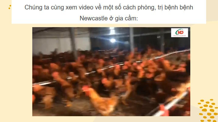 Giáo án PowerPoint Công nghệ Chăn nuôi 11 Bài 13