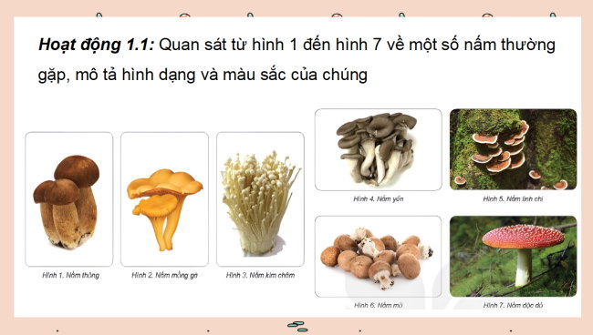 PowerPoint Khoa học 4 Kết nối tri thức Học kì 2