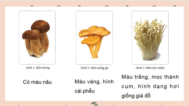 PowerPoint Khoa học 4 Kết nối tri thức Học kì 2